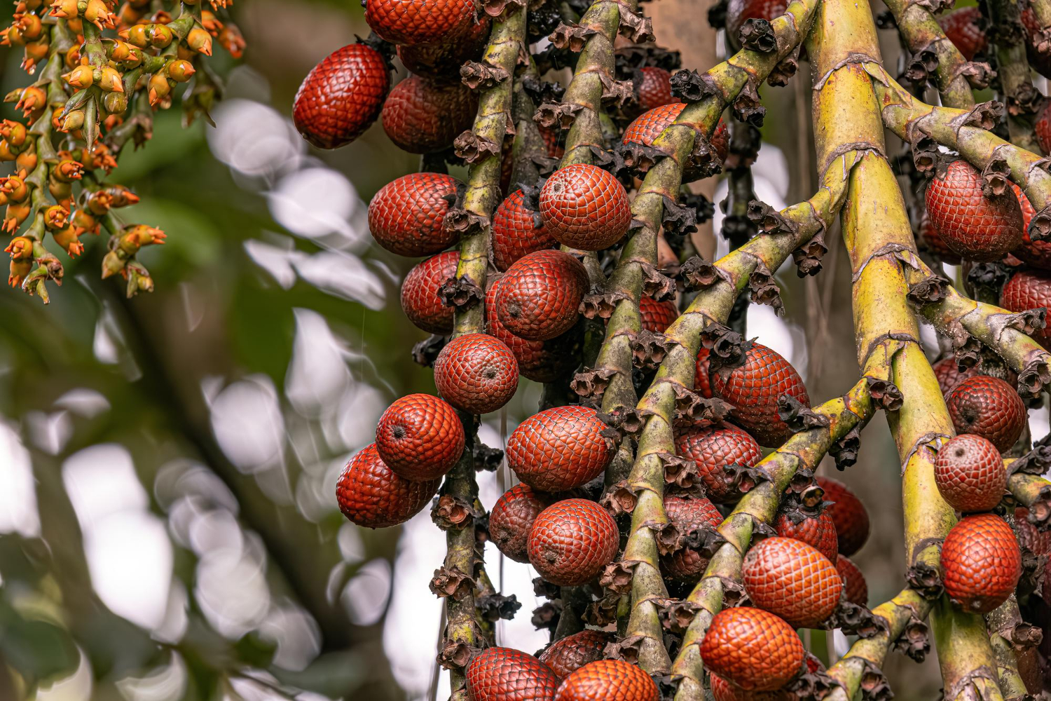 A imagem mostra a fruta buriti como um dos ativos brasileiros.